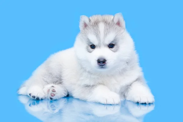 Adorable Chiot Husky Sibérien Sur Fond Bleu — Photo