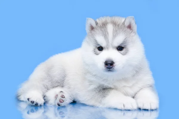 Entzückender Siberian Husky Welpe Auf Blauem Hintergrund — Stockfoto