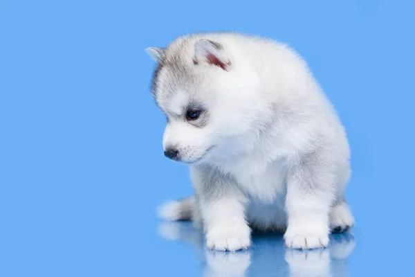 Schattige Siberische Husky Puppy Blauwe Achtergrond — Stockfoto