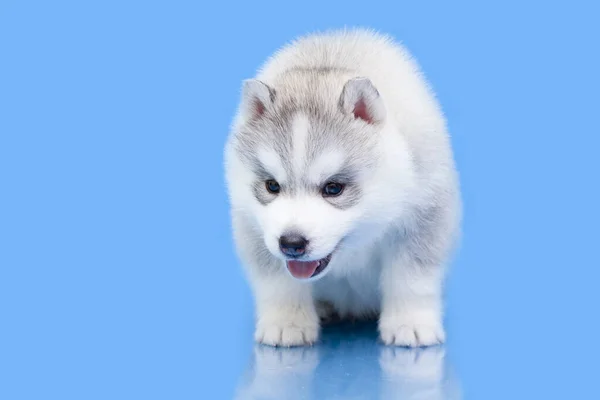 Adorável Siberian Husky Filhote Cachorro Fundo Azul — Fotografia de Stock