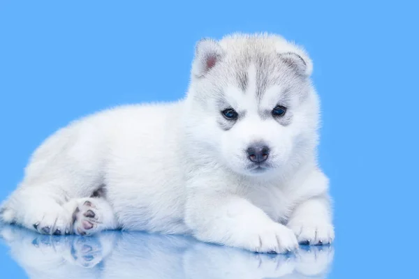 Adorável Siberian Husky Filhote Cachorro Fundo Azul — Fotografia de Stock