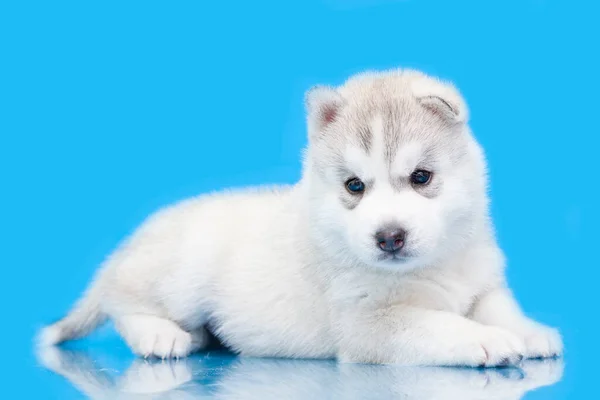 Schattige Siberische Husky Puppy Blauwe Achtergrond — Stockfoto