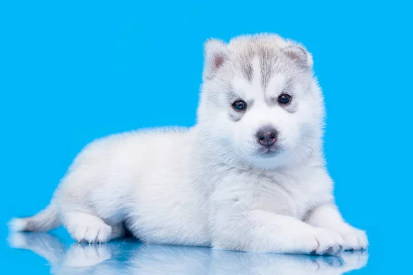 愛らしいシベリアハスキー子犬上の青の背景 — ストック写真