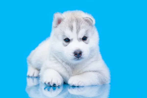 Schattige Siberische Husky Puppy Blauwe Achtergrond — Stockfoto