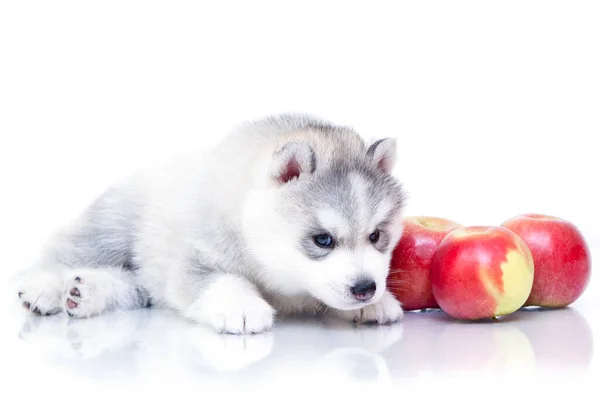 Adorable Cachorro Husky Siberiano Con Nectarinas Sobre Fondo Blanco — Foto de Stock