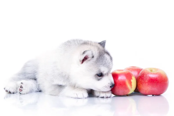 Adorable Cachorro Husky Siberiano Con Nectarinas Sobre Fondo Blanco —  Fotos de Stock