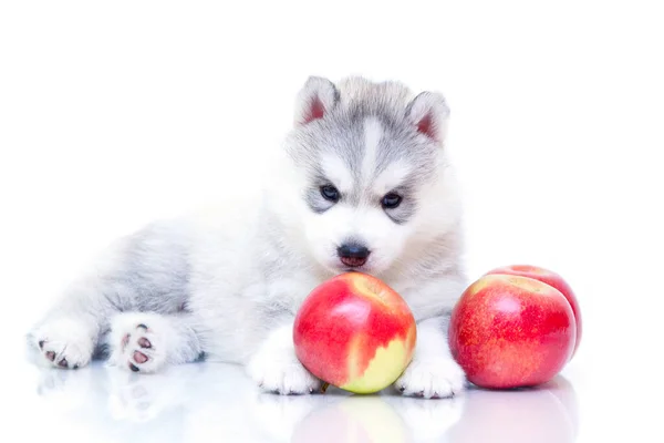 Adorable Siberian Husky Puppy Nectarines White Background — Stock Photo, Image