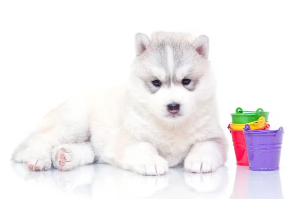 Adorable Cachorro Husky Siberiano Con Cubos Colores Sobre Fondo Blanco — Foto de Stock