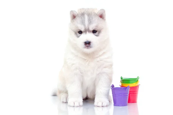 Adorabile Cucciolo Siberiano Husky Con Secchi Colorati Sfondo Bianco — Foto Stock