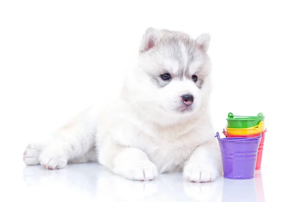 可敬的西伯利亚哈士奇小狗 白色背景的水桶色彩艳丽 — 图库照片