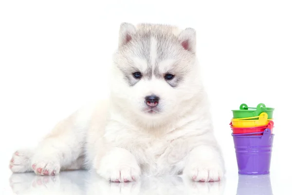 Schattige Siberische Husky Puppy Met Kleurrijke Emmers Witte Achtergrond — Stockfoto