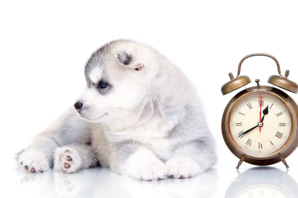 Rozkošné Sibiřské Husky Štěně Budíkem Hodiny Bílém Pozadí — Stock fotografie