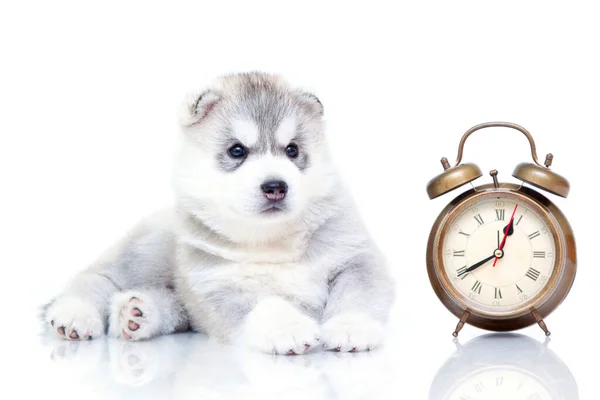 Αξιολάτρευτο Σιβηρίας Husky Κουτάβι Ξυπνητήρι Λευκό Φόντο — Φωτογραφία Αρχείου