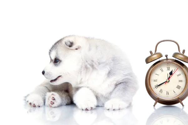Rozkošné Sibiřské Husky Štěně Budíkem Hodiny Bílém Pozadí — Stock fotografie