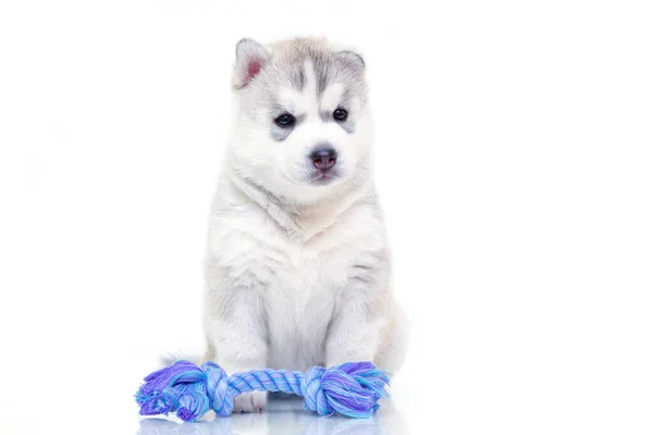 Schattige Siberische Husky Puppy Witte Achtergrond — Stockfoto