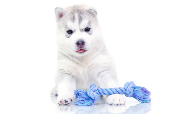 Adorable Chiot Husky Sibérien Sur Fond Blanc — Photo