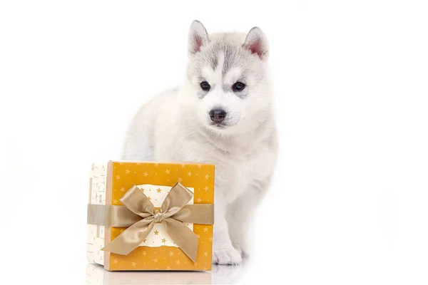 Αξιολάτρευτο Σιβηρίας Husky Κουτάβι Δώρα Λευκό Φόντο — Φωτογραφία Αρχείου