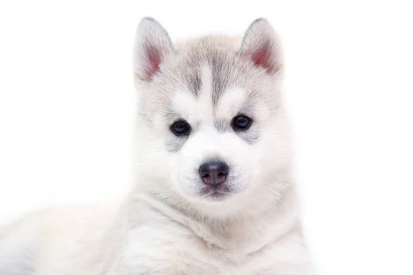 Adorable Siberian Husky Puppy White Background — Stock Photo, Image