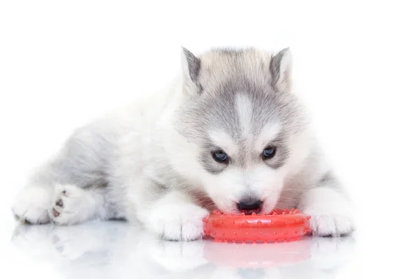 Schattige Siberische Husky Puppy Witte Achtergrond — Stockfoto