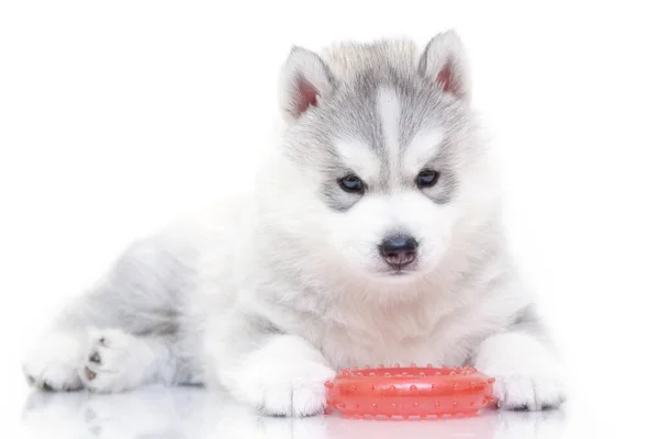 Adorable Cachorro Husky Siberiano Sobre Fondo Blanco — Foto de Stock