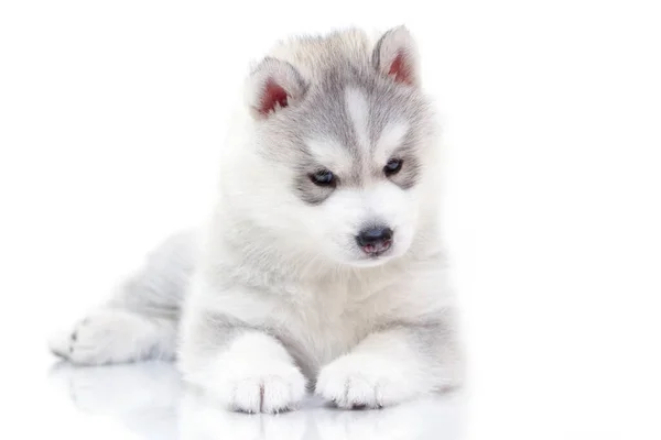 Adorabile Cucciolo Siberiano Husky Sfondo Bianco — Foto Stock