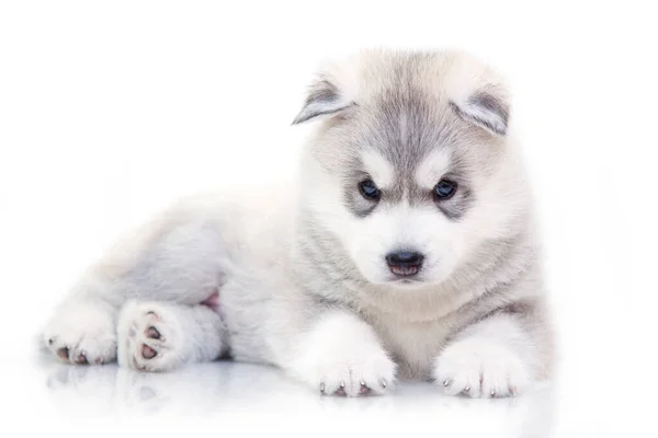 Adorável Siberian Husky Filhote Cachorro Fundo Branco — Fotografia de Stock