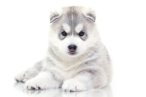 Adorável Siberian Husky Filhote Cachorro Fundo Branco — Fotografia de Stock