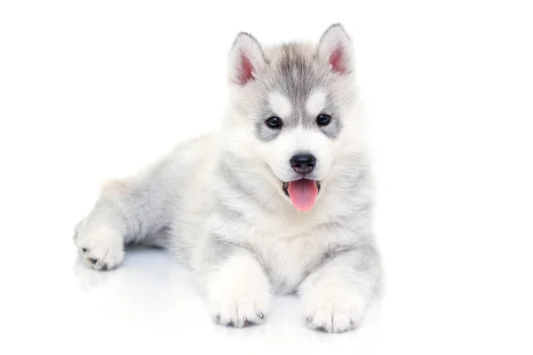 Adorable Cachorro Husky Siberiano Sobre Fondo Blanco — Foto de Stock