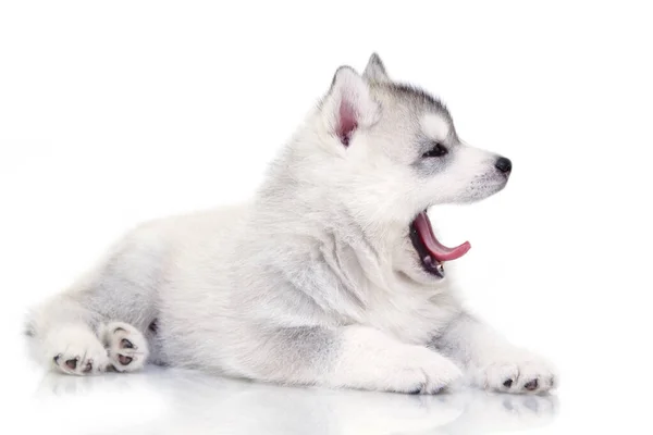 Adorable Siberian Husky Puppy White Background — Stock Photo, Image