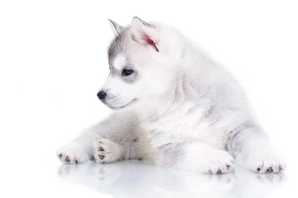 Adorável Siberian Husky Filhote Cachorro Fundo Branco — Fotografia de Stock