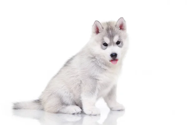 Schattige Siberische Husky Puppy Witte Achtergrond — Stockfoto