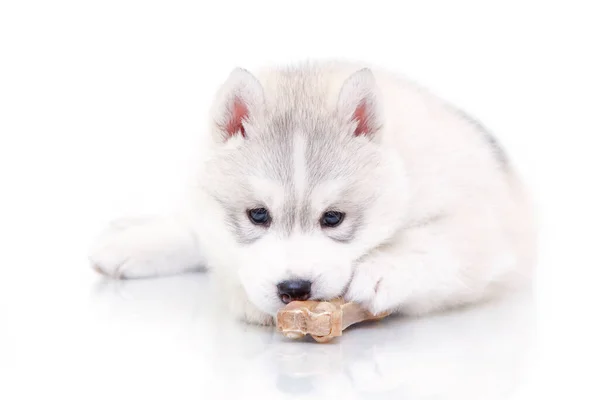 Adorable Cachorro Husky Siberiano Sobre Fondo Blanco —  Fotos de Stock