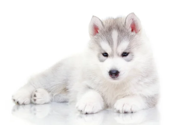 Adorável Siberian Husky Filhote Cachorro Fundo Branco — Fotografia de Stock