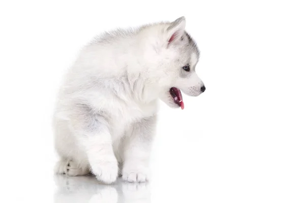 Adorável Siberian Husky Filhote Cachorro Fundo Branco — Fotografia de Stock