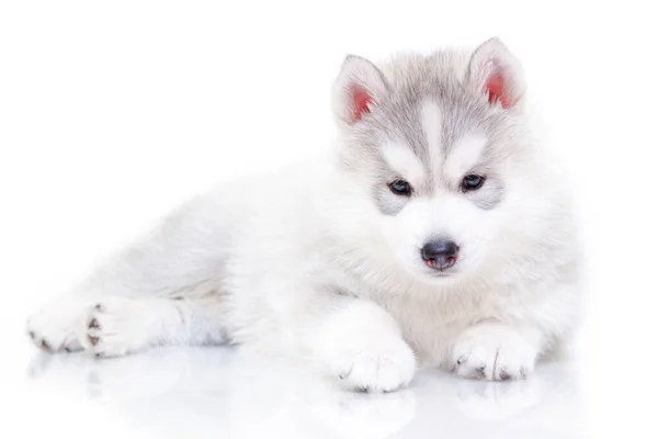 可敬的西伯利亚哈士奇犬 白色背景 — 图库照片