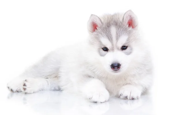 Adorable Cachorro Husky Siberiano Sobre Fondo Blanco —  Fotos de Stock