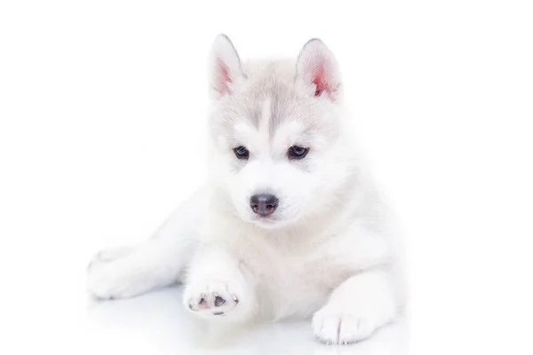 กไซบ Husky ขบนพ นหล ขาว — ภาพถ่ายสต็อก