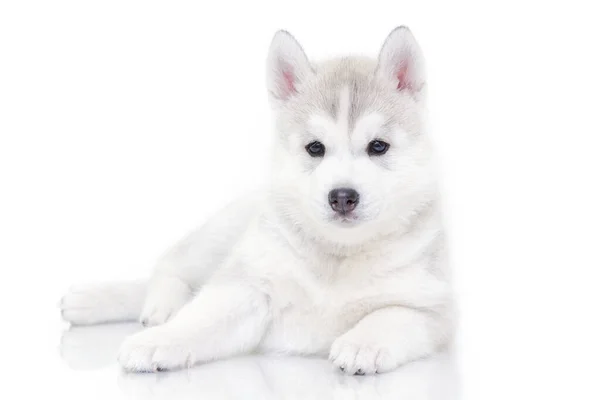 กไซบ Husky ขบนพ นหล ขาว — ภาพถ่ายสต็อก