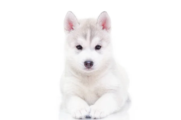 Adorável Siberian Husky Filhote Cachorro Fundo Branco — Fotografia de Stock