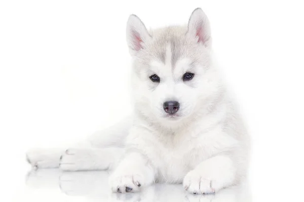 Adorabile Cucciolo Siberiano Husky Sfondo Bianco — Foto Stock