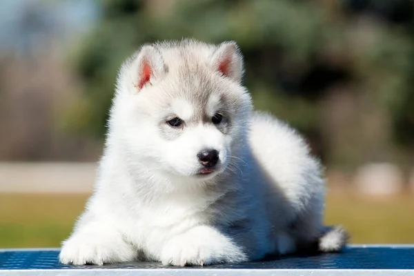 Siberiano Husky Cachorro Aire Libre —  Fotos de Stock