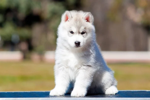 Sibiřský Husky Štěně Venku — Stock fotografie