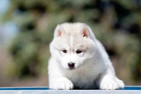 Sibirien Husky Valp Utomhus — Stockfoto