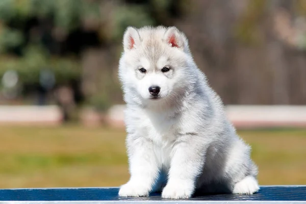 Sibirien Husky Valp Utomhus — Stockfoto