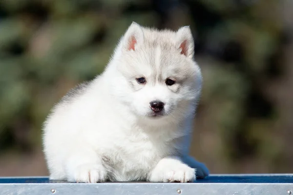 シベリアハスキー子犬屋外 — ストック写真