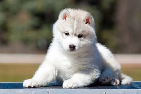 Siberische Husky Puppy Buiten — Stockfoto