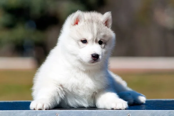 Chiot Husky Sibérie Extérieur — Photo