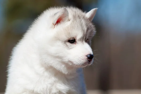 Siberian Husky Puppy Outdoors — Stock Photo, Image