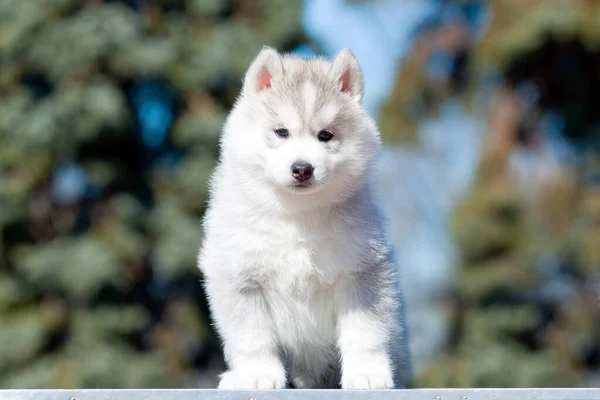 Chiot Husky Sibérie Extérieur — Photo