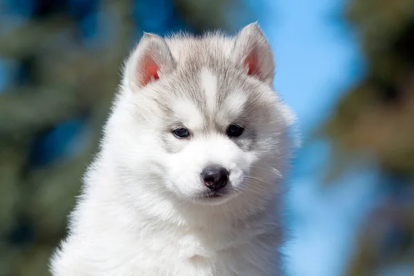 Siberische Husky Puppy Buiten — Stockfoto